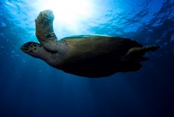 Free swiming turtle by Javier Sandoval 